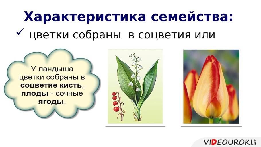 Семейство Лилейные околоцветник