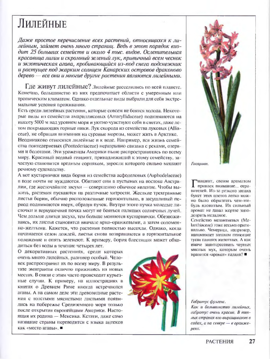 Allium диаграмма