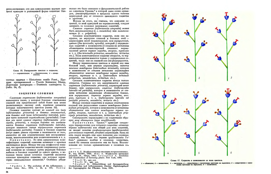 Лилия тигровая строение