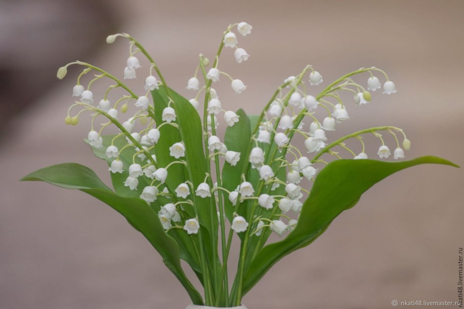 Классификация вегетативных органов растений