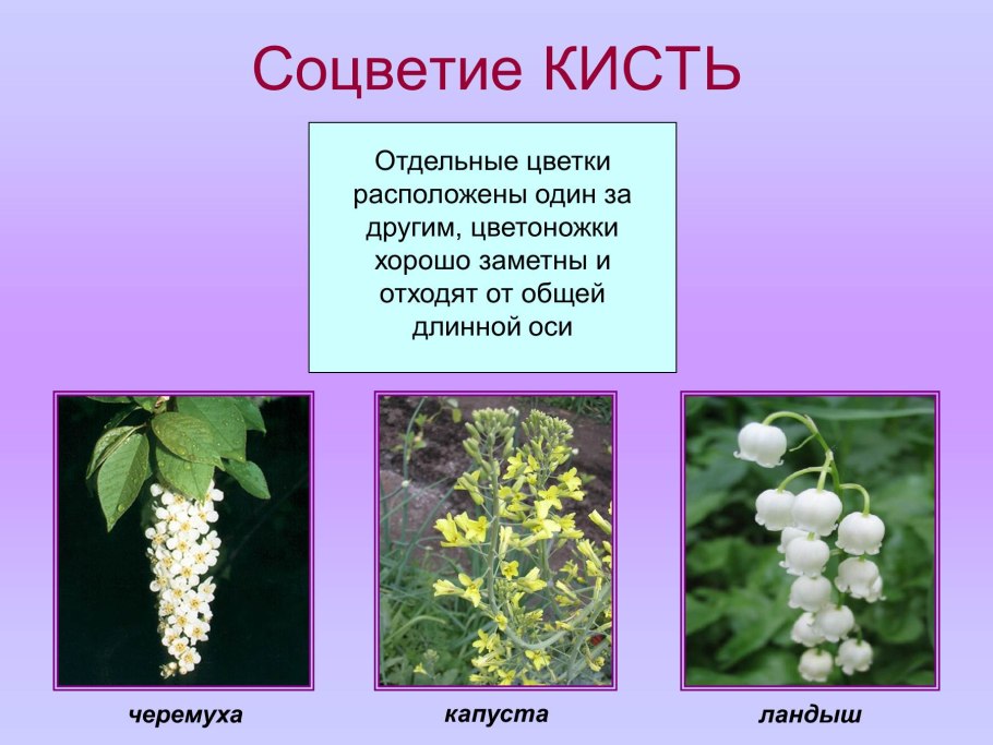 Схема посадки луковичных цветов