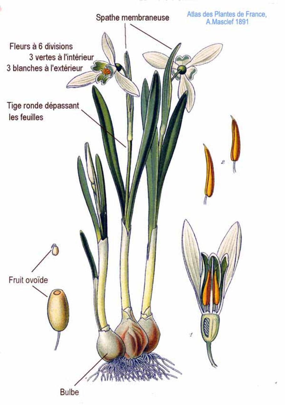 Пестики и тычинки у лилии
