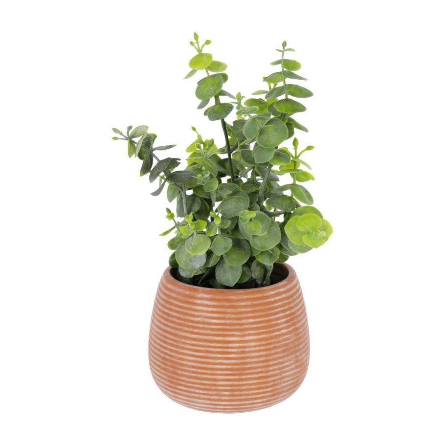 Эвкалипт Гунни Eucalyptus gunnii