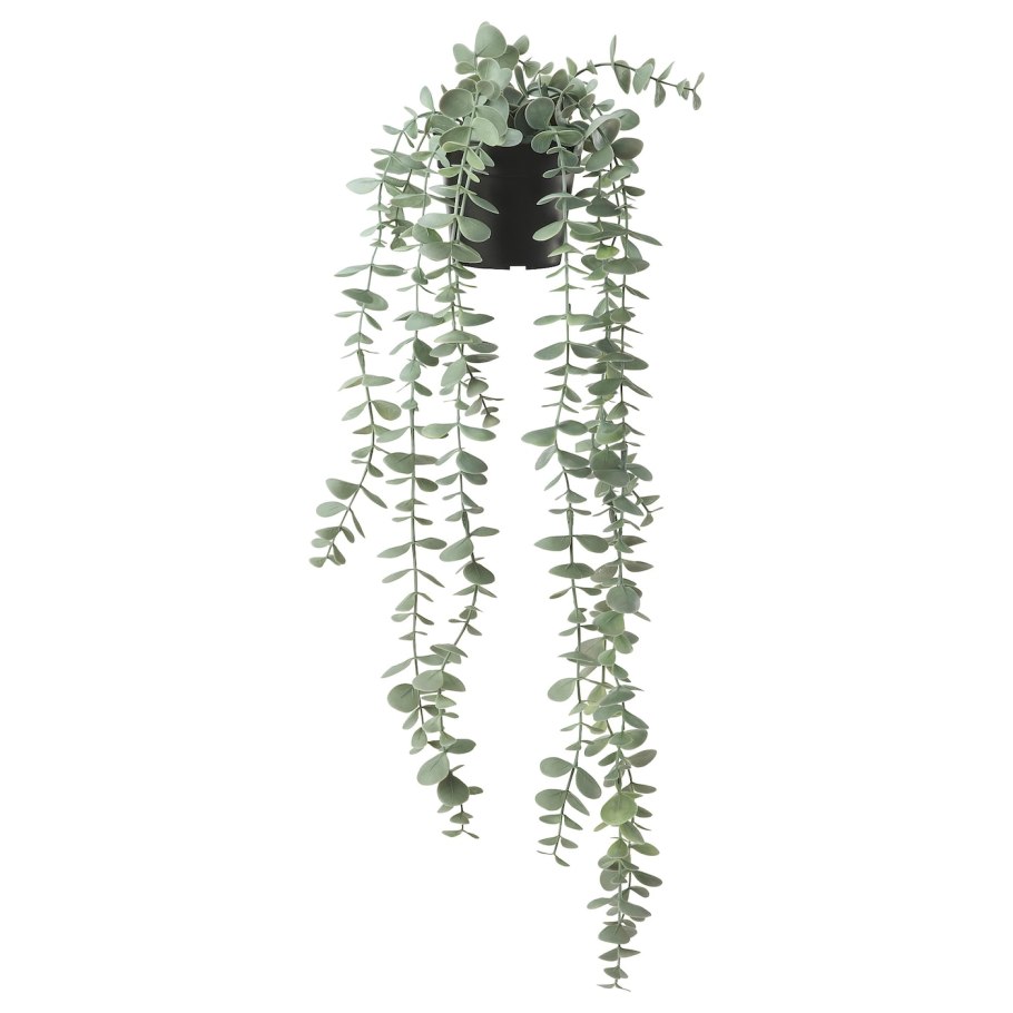 Рускус hypophyllum
