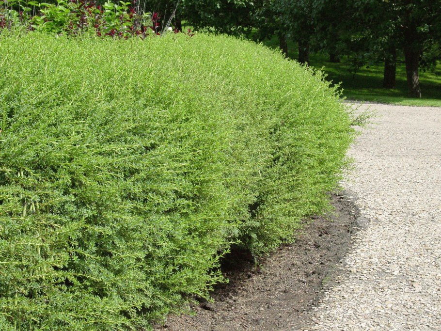 Caragana frutex globosa