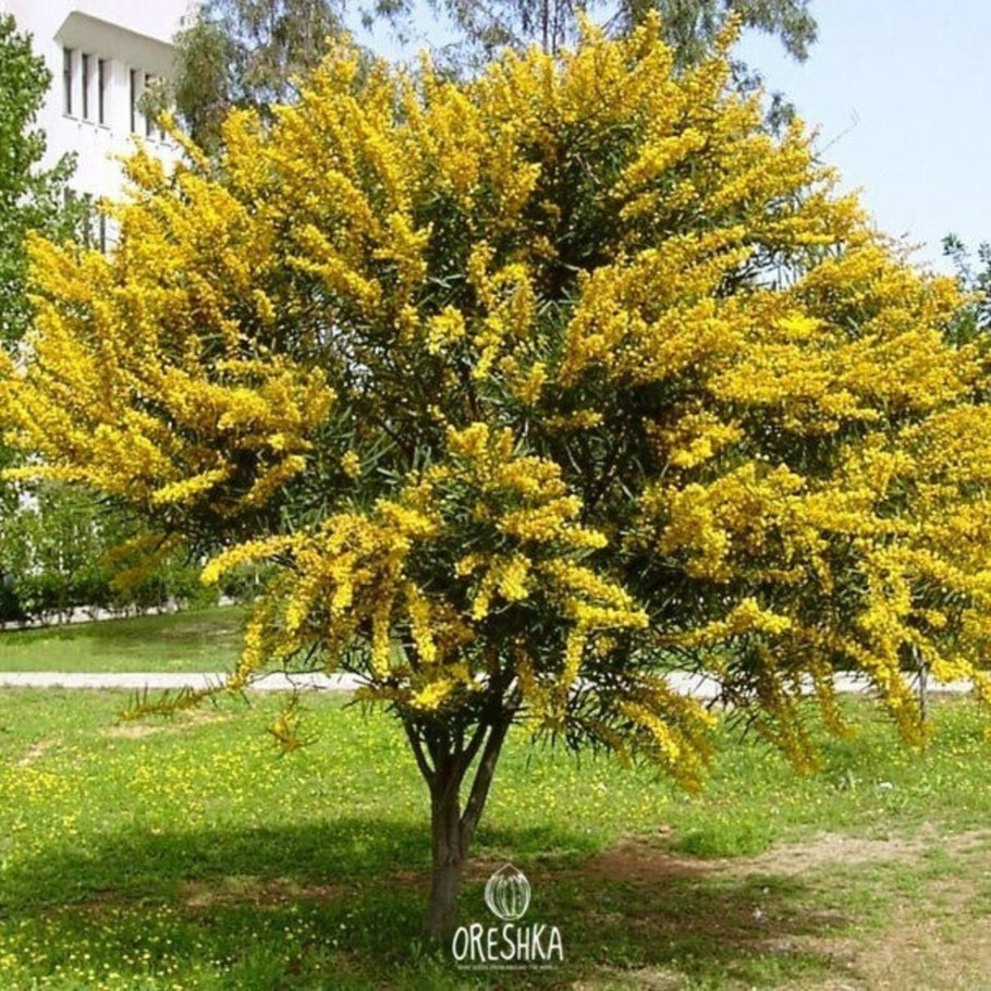 Акация желтая Карагана древовидная