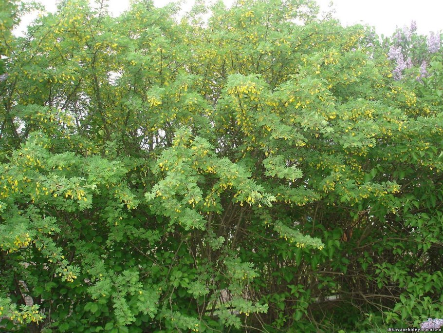 Акация Карагана Живая изгородь