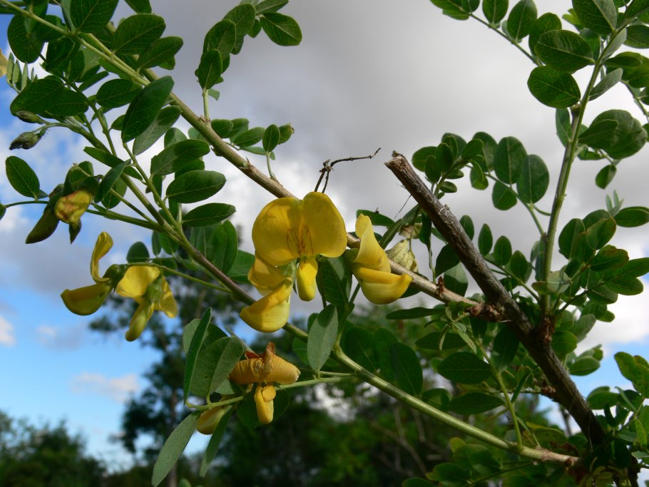 Карагана кустарниковая Живая изгородь
