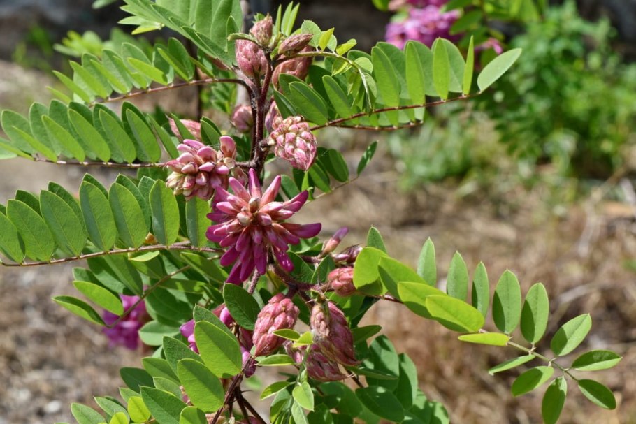 Акация кустовая желтая