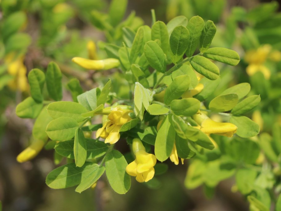 Карагана древовидная Caragana arborescens lam.