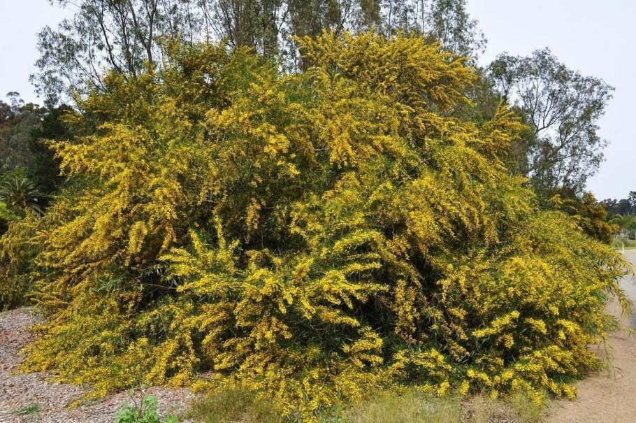 Акация великолепная (Acacia spectabilis