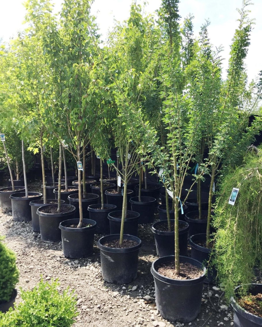 Карагана древовидная Аллейная посадка