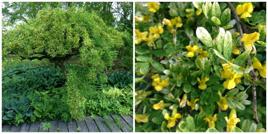 Карагана древовидная Репенс