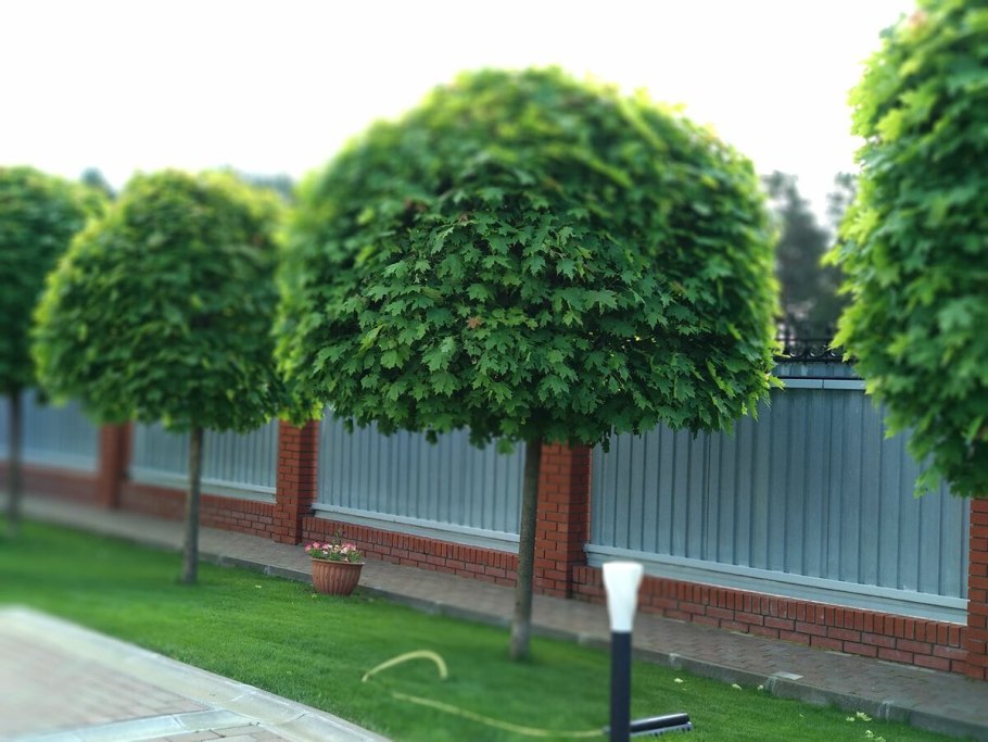 Caragana arborescens цветение