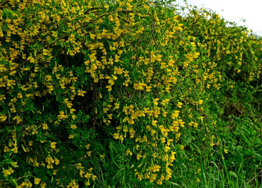 Карагана древовидная Пендула