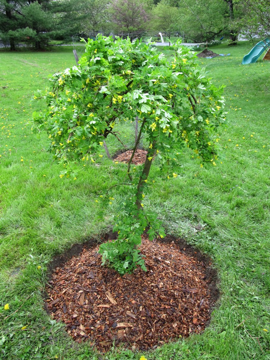 Карагана мелколистная