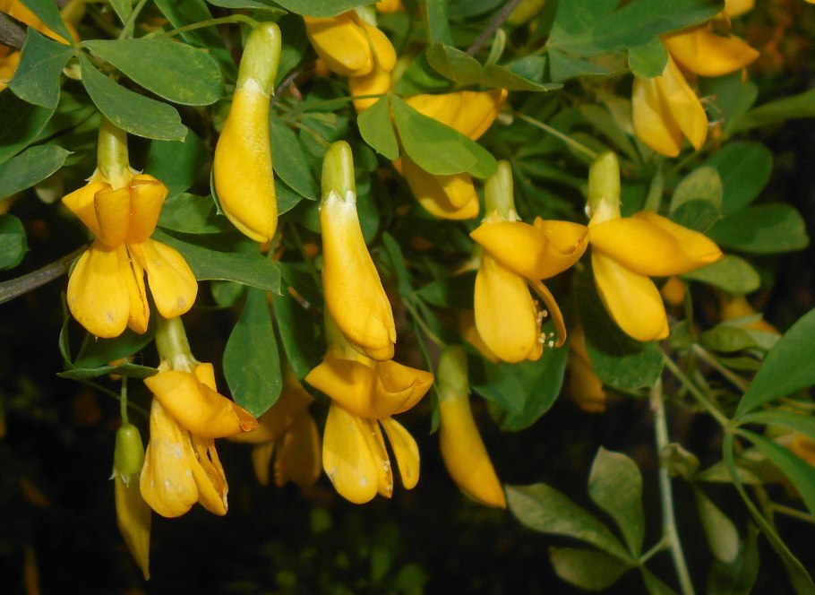 Бирючина плакучая