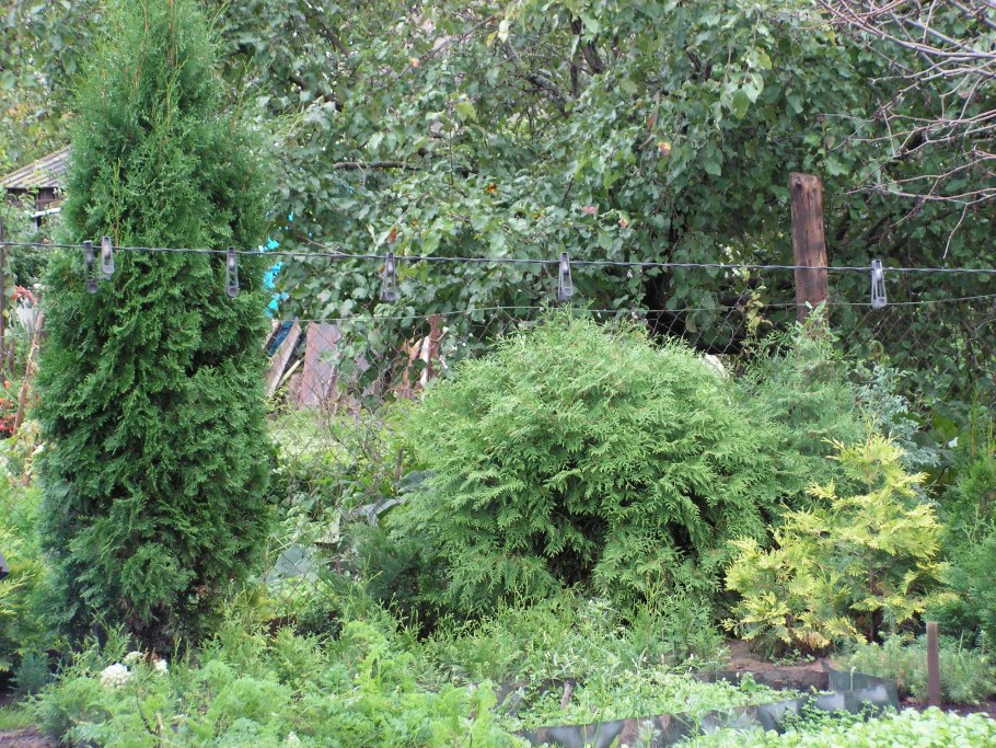 Карагана Живая изгородь