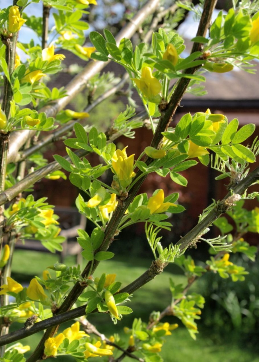 Акация желтая Caragana arborescens