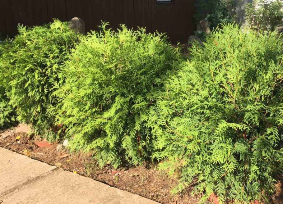 Карагана кустарниковая куст