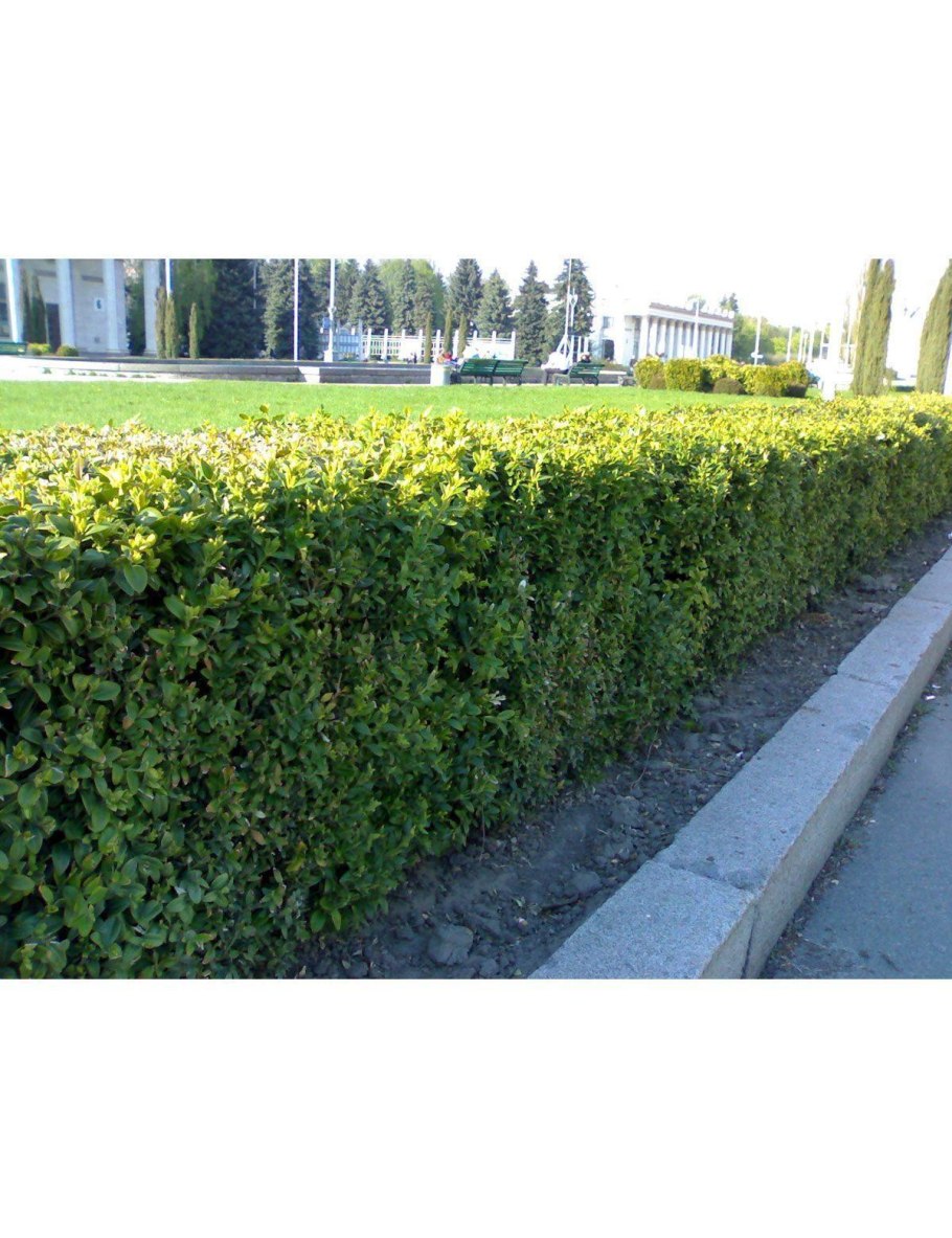 Карагана кустарниковидная Живая изгородь