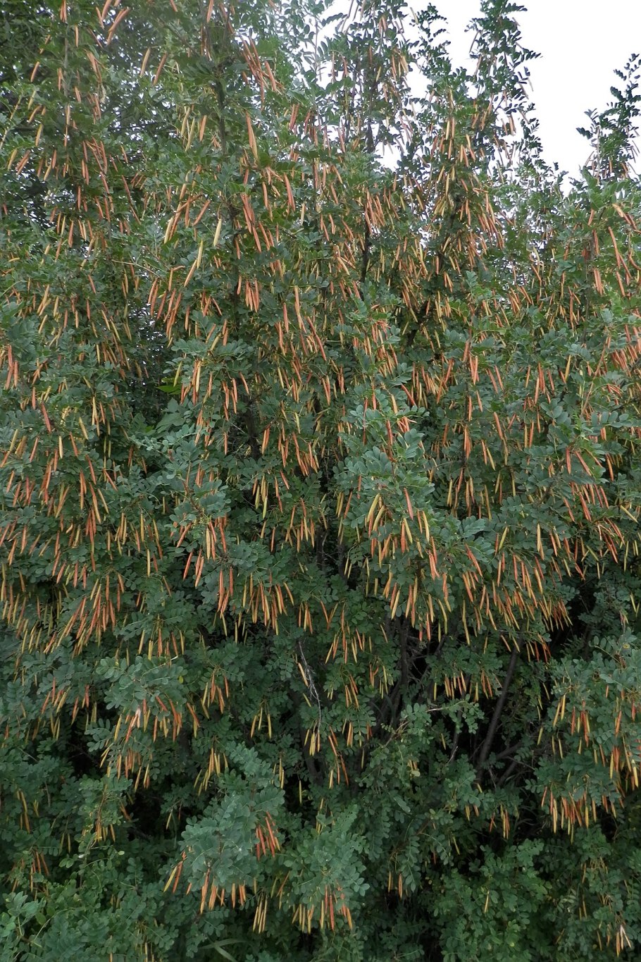 Карагана древовидная Живая изгородь
