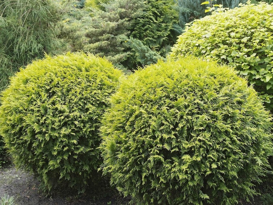 Вяз Глобозум