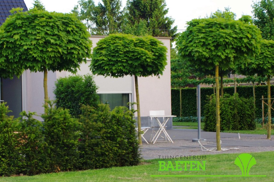 Акация Карагана кустарниковая