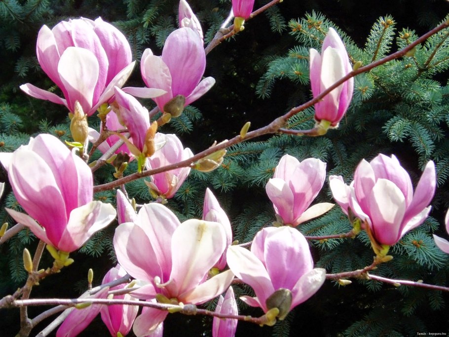 Открытка из магнолии