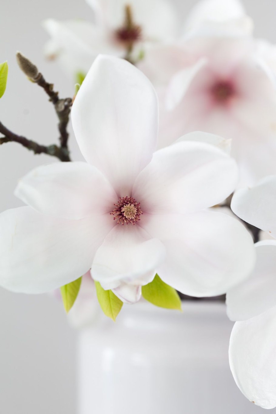 Цветы на языке цветов