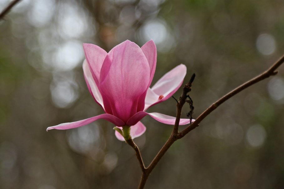 Magnolia grandiflora Botanic