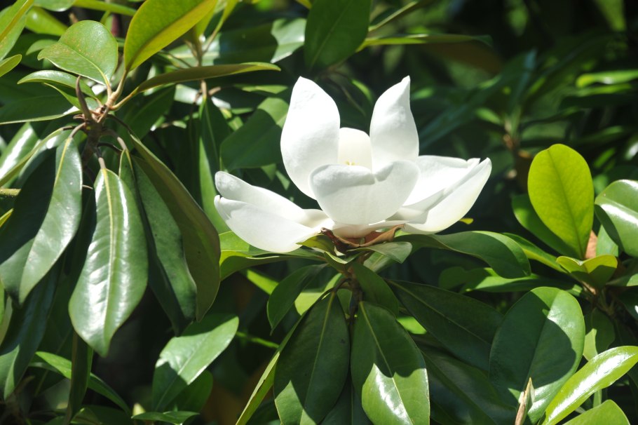 Цветы по названиям