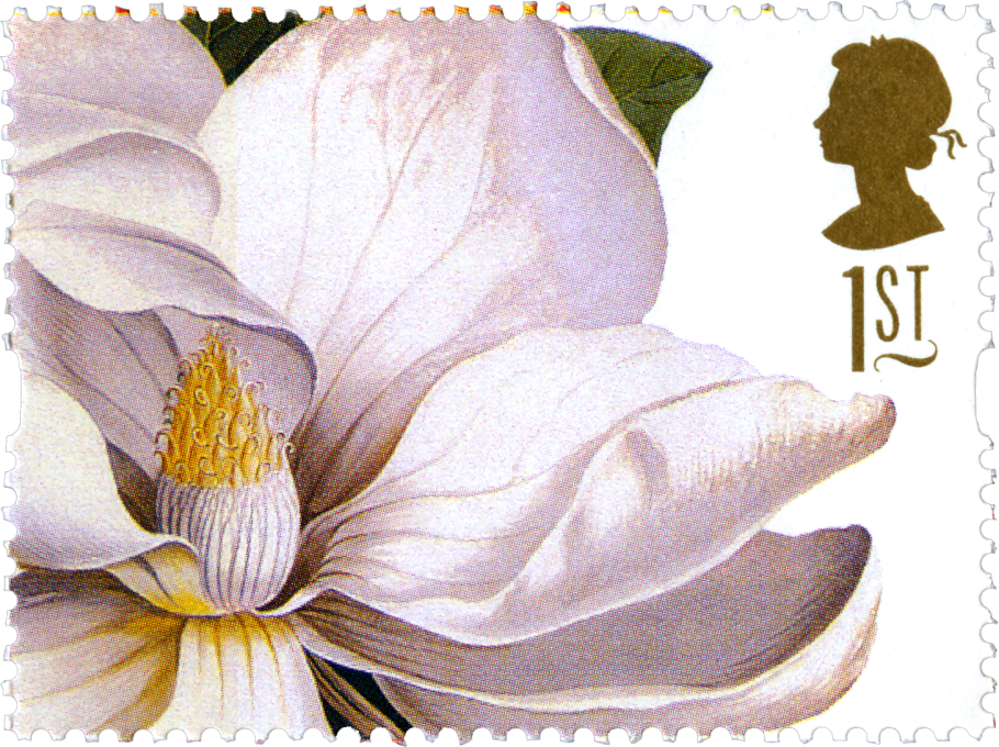 Magnolia grandiflora