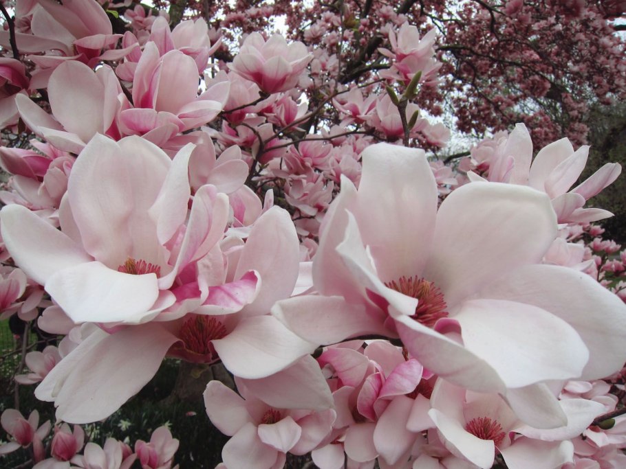 Символика цветов во флористике