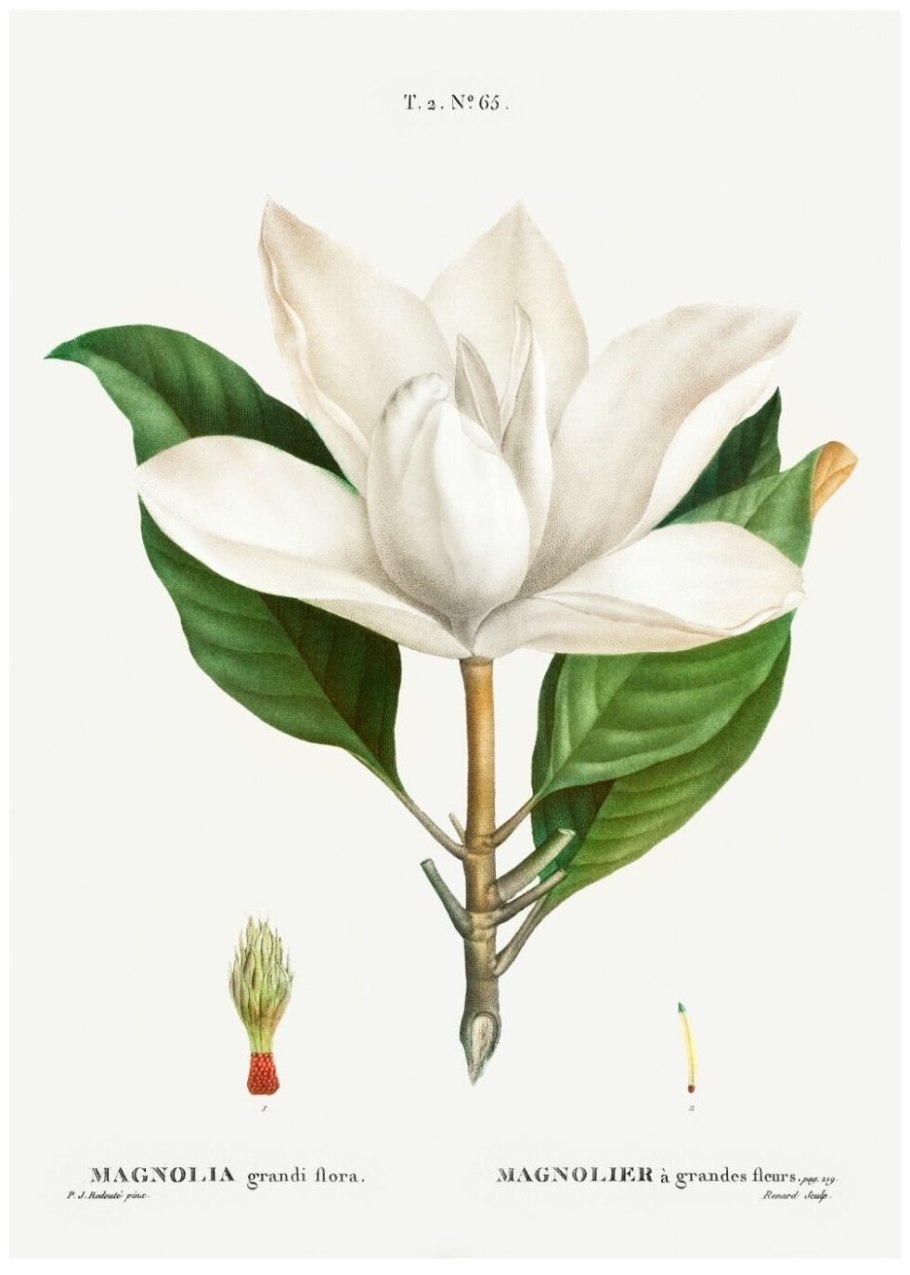 Ботаникал Инспиратион оракул