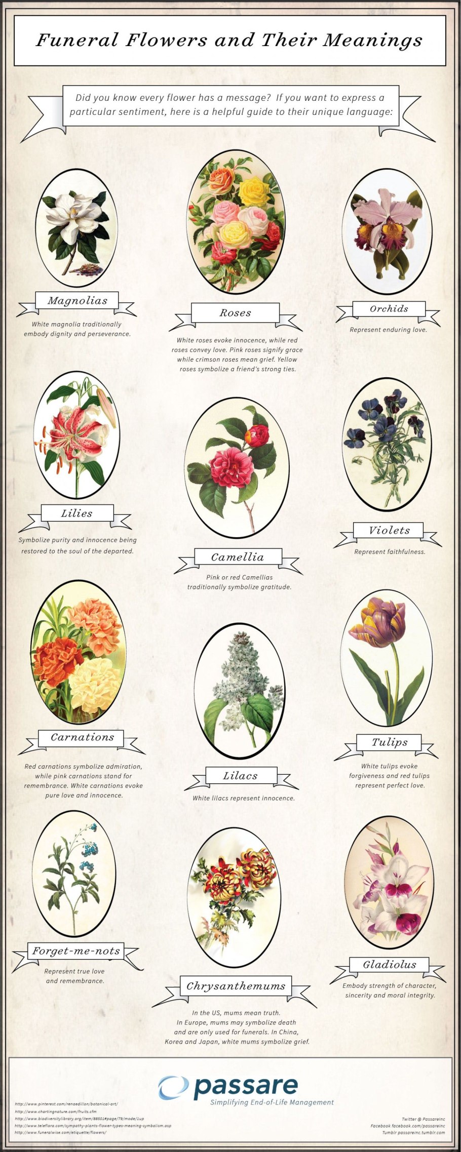 Магнолииды ботаника