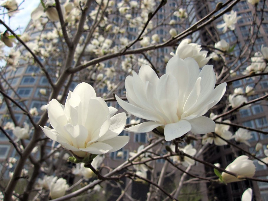 Гортензия что означает на языке цветов