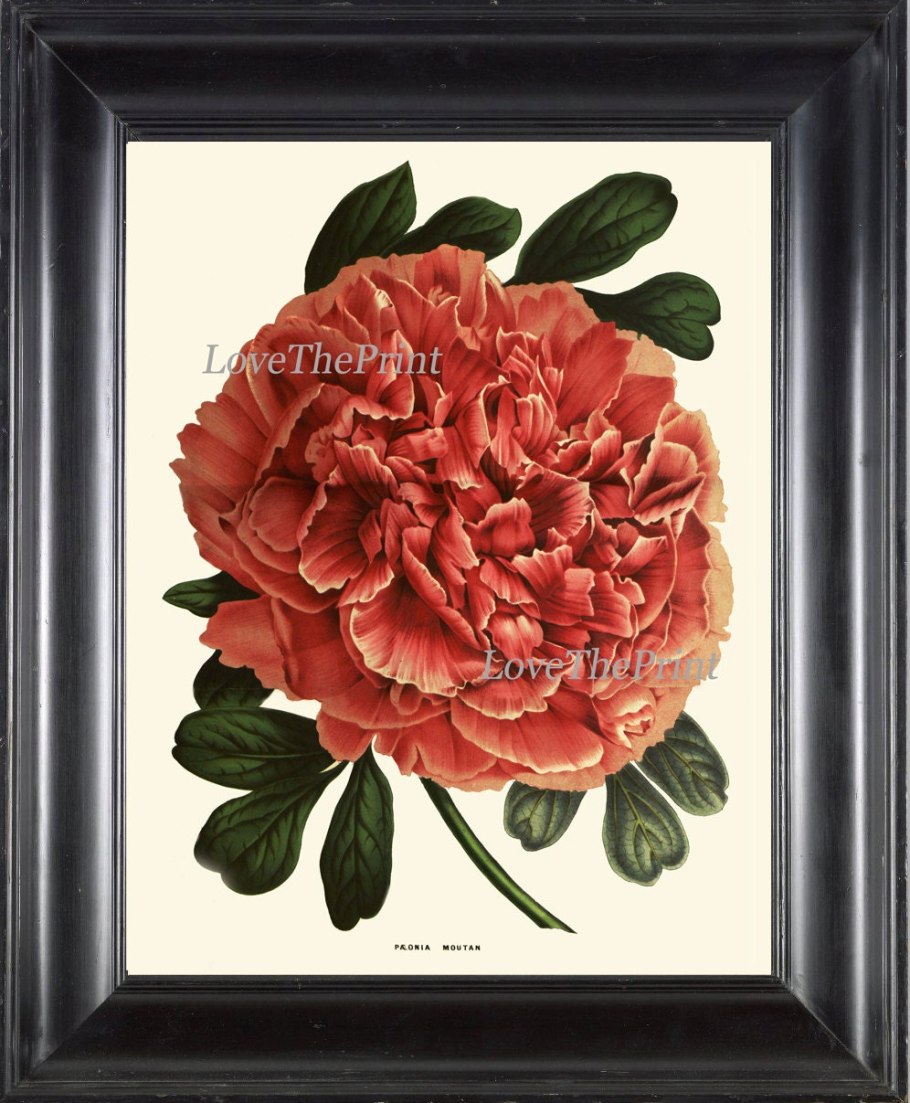 Пион louis van houtte