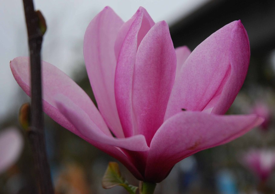 Маллотус филиппинский. Ботаническая иллюстрация