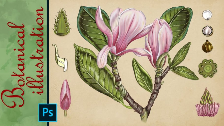 Азбука флориста названия цветов