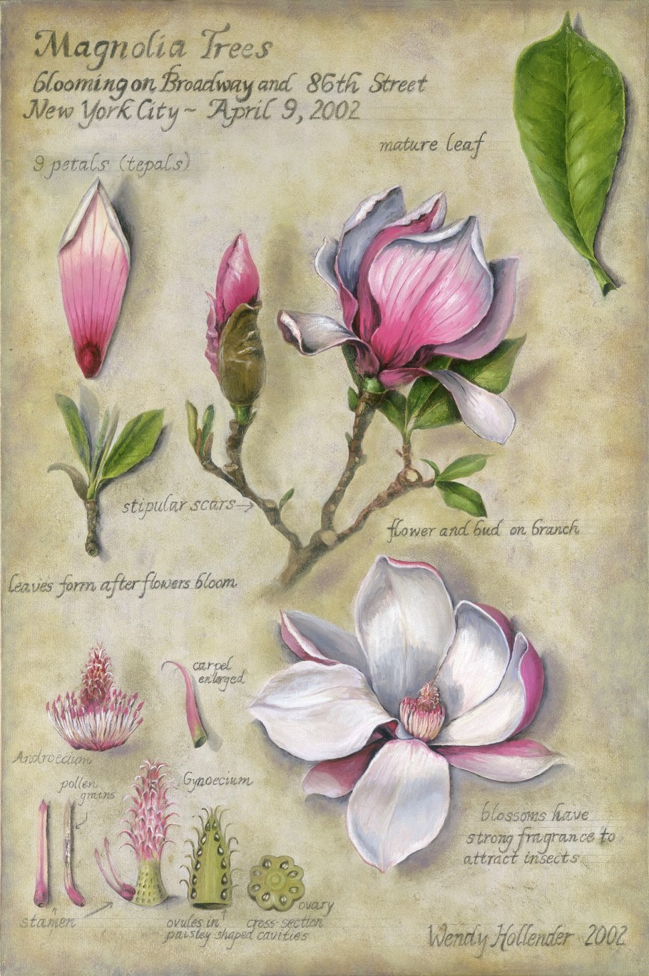 Фиалка на языке цветов