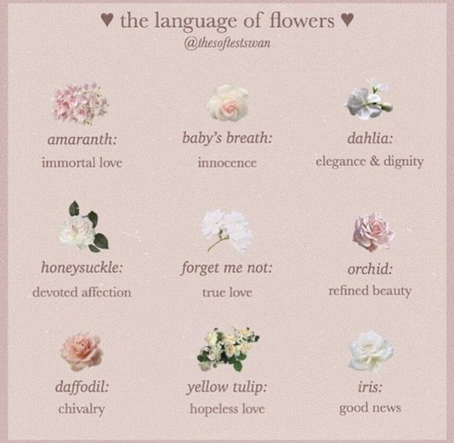 Язык цветов инфографика