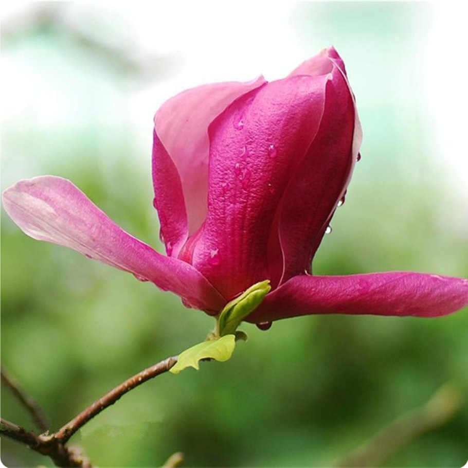 Магнолия лилиецветная magnolia liliiflora