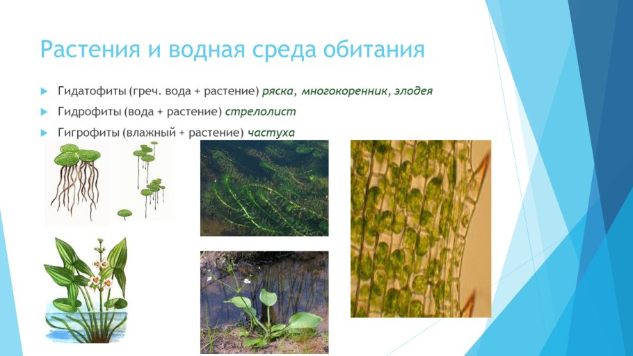 Водные растения гидрофиты