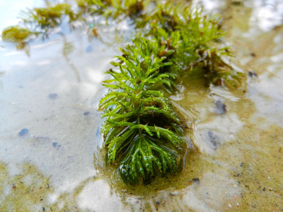 Трава Ряска Болотная