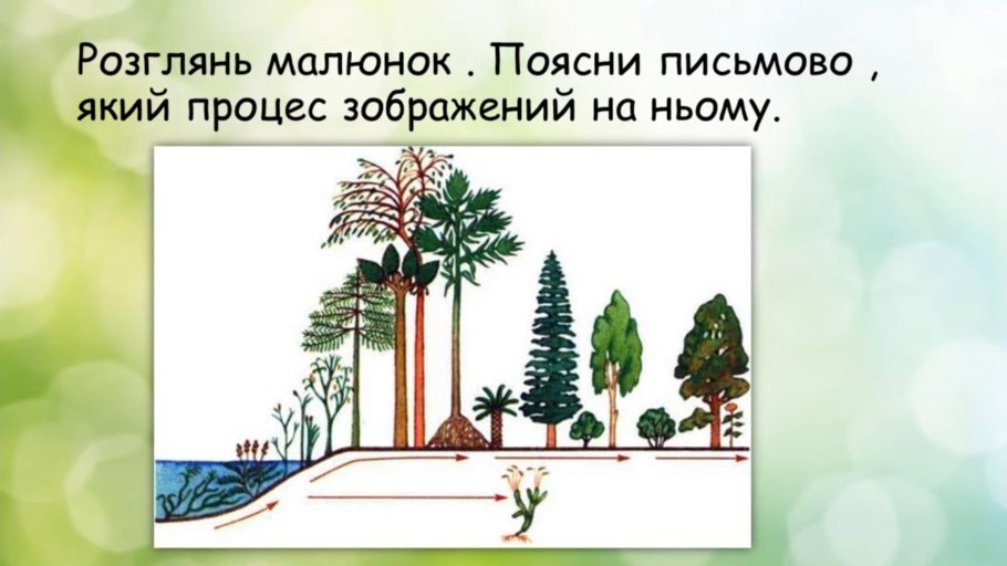 Спирогира водоросль