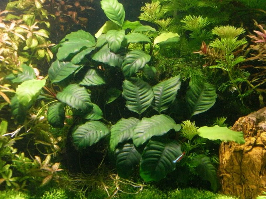Эхинодорус аргентинский Echinodorus Argentinensis