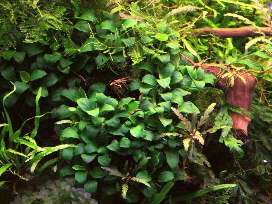 Анубиас бартери Нана (Anubias barteri var. Nana