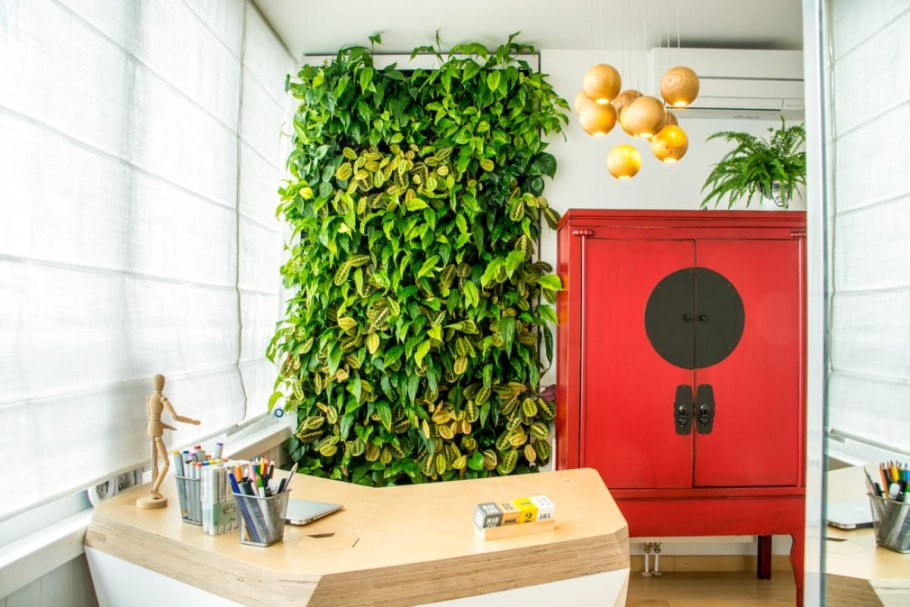 Вьющиеся растения в интерьере