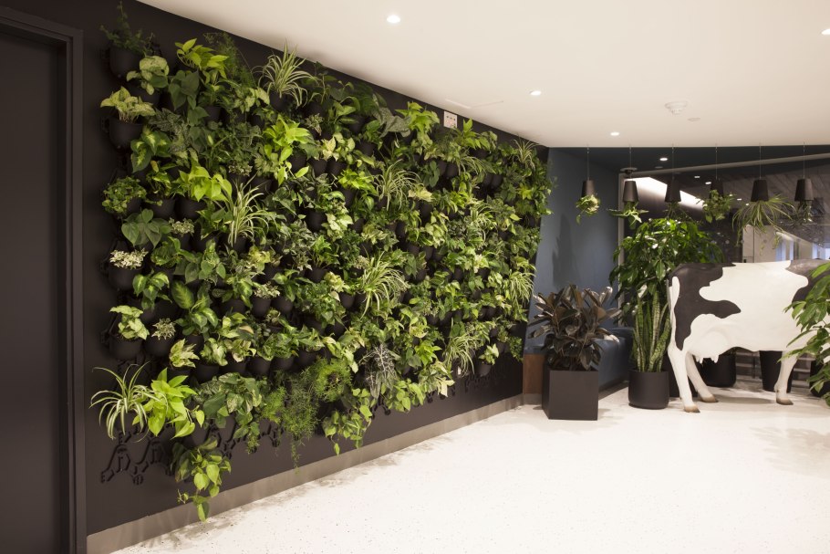 Тенелюбивые вьющиеся комнатные растения